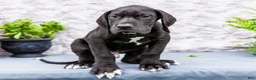 Great Dane dogs for sale: Zayne - Ad 3