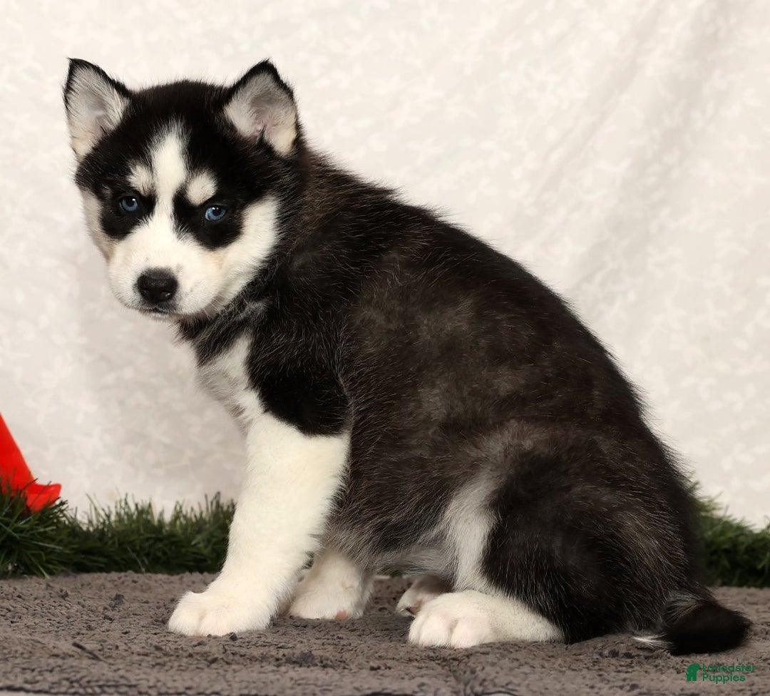 Siberian Husky dogs for sale: Molly - Ad 3