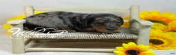 Miniature Dachshund dogs for sale: Black Dapple SILKY - Ad 1