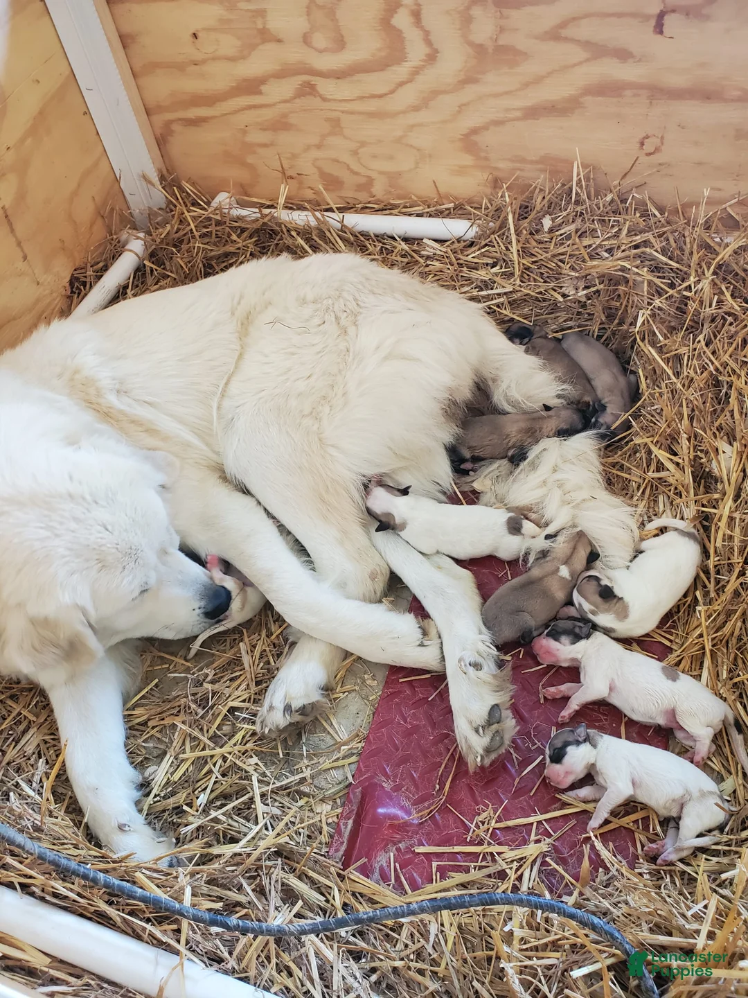 Gallery Image {{count}}