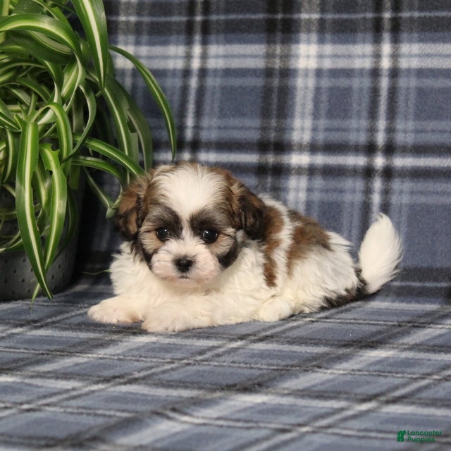 Teddy Bear dogs Yancy - Ad 1
