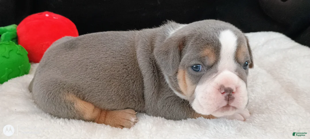 Olde English Bulldogge dogs for sale: Dudley Bulldogges Apollo - Ad 2