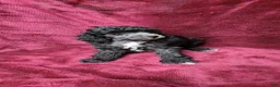 Toy Poodle dogs for sale: AKC Silver girl 2 - Ad 5
