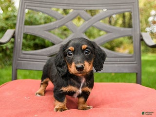 Miniature Dachshund dogs - Ad 34