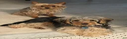 Yorkshire Terrier dogs for sale: Yorkshire Terrier Puppy 2 - Ad 6