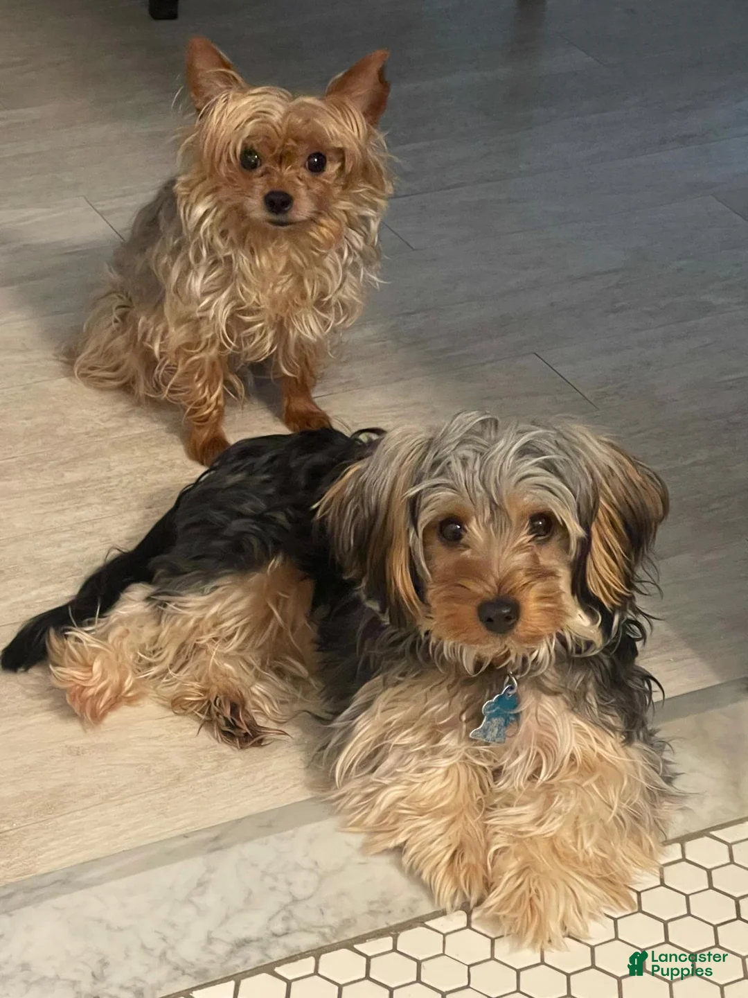 Yorkshire Terrier dogs for sale: Yorkshire Terrier Puppy 2 - Ad 6
