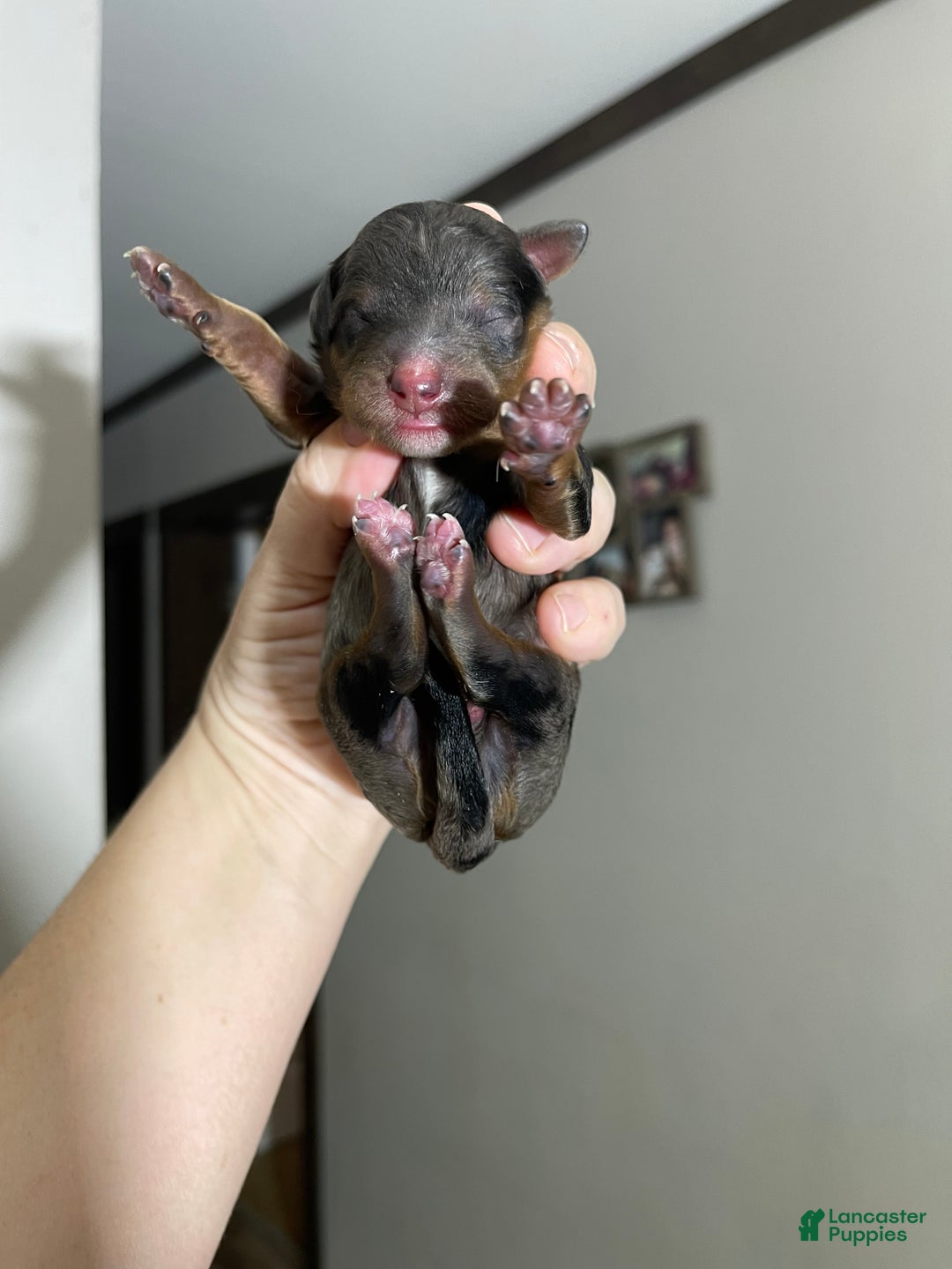 Miniature Poodle dogs for sale: Akc Blue Merle Phantom  - Ad 11