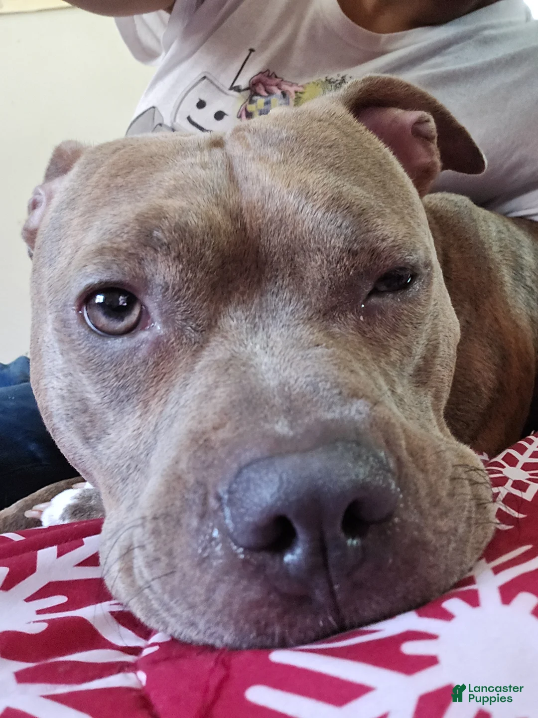 American Pit Bull Terrier dogs for sale: American Pit Bull Terrier Puppy 1 - Ad 2