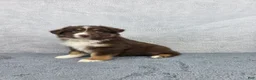 Miniature Australian Shepherd dogs for sale: Luna - Ad 6