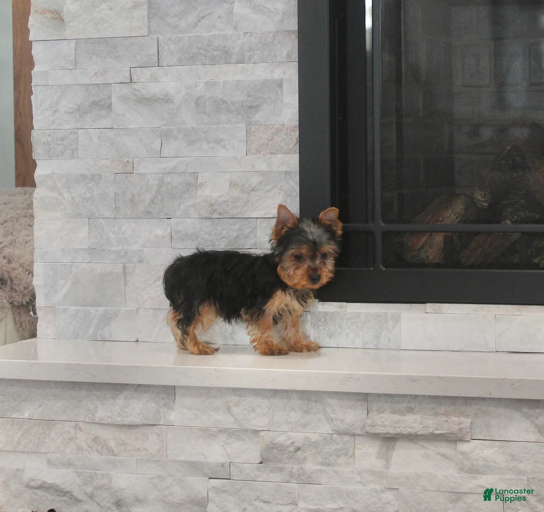 Yorkshire Terrier dogs for sale: Radar - Ad 4