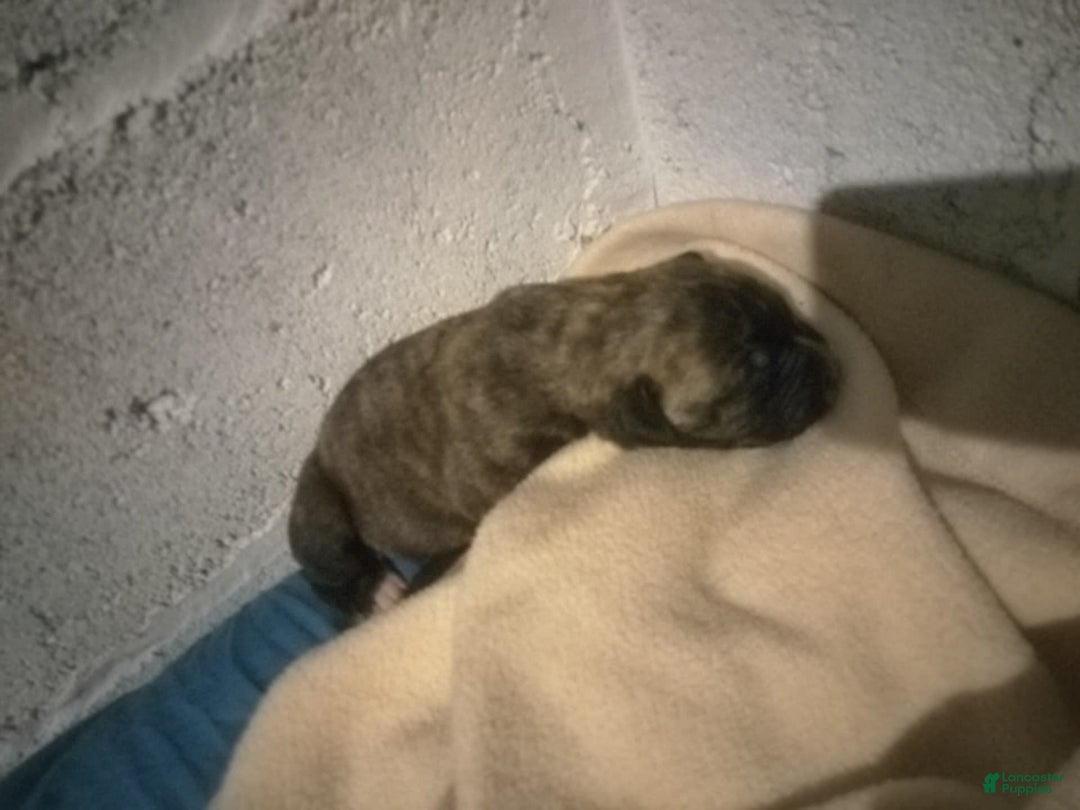 Gallery Image {{count}}