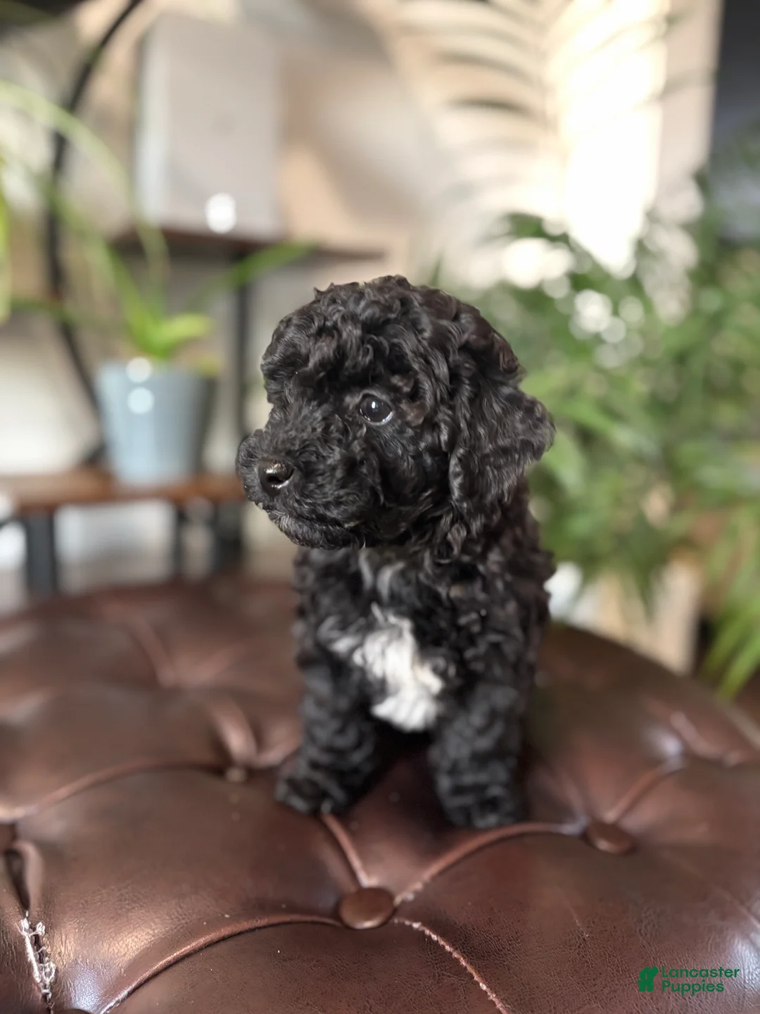Maltipoo dogs for sale: Minnie  - Ad 2
