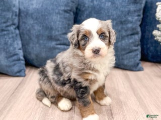 Mini Bernedoodle dogs Wally - Ad 32