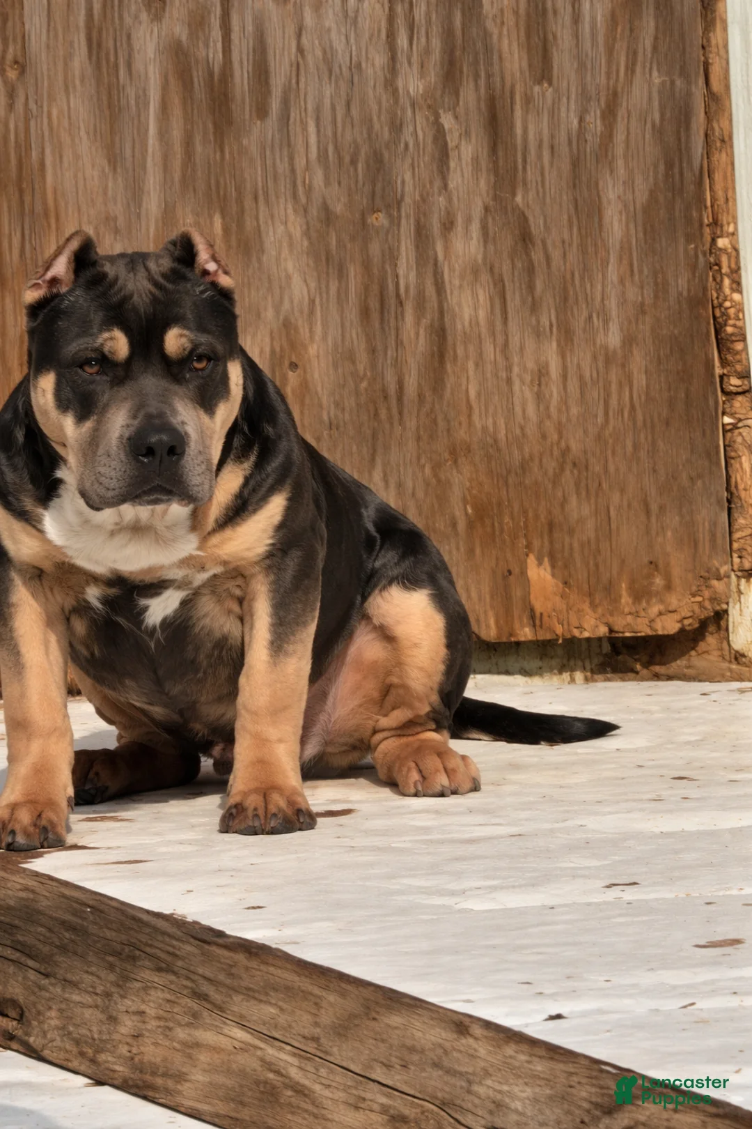 American Bully dogs for sale: Rico - Ad 3