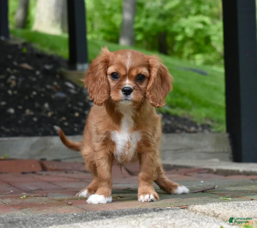 Cavalier King Charles Spaniel dogs for sale: Reese - Ad 2