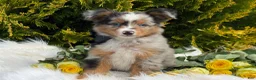 Toy Australian Shepherd dogs for sale: Tucker  - Ad 12
