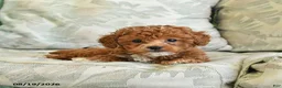 Toy Poodle dogs for sale: Smores - Ad 3