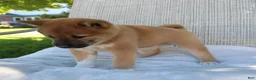 Shiba Inu dogs for sale: Luna - Ad 5