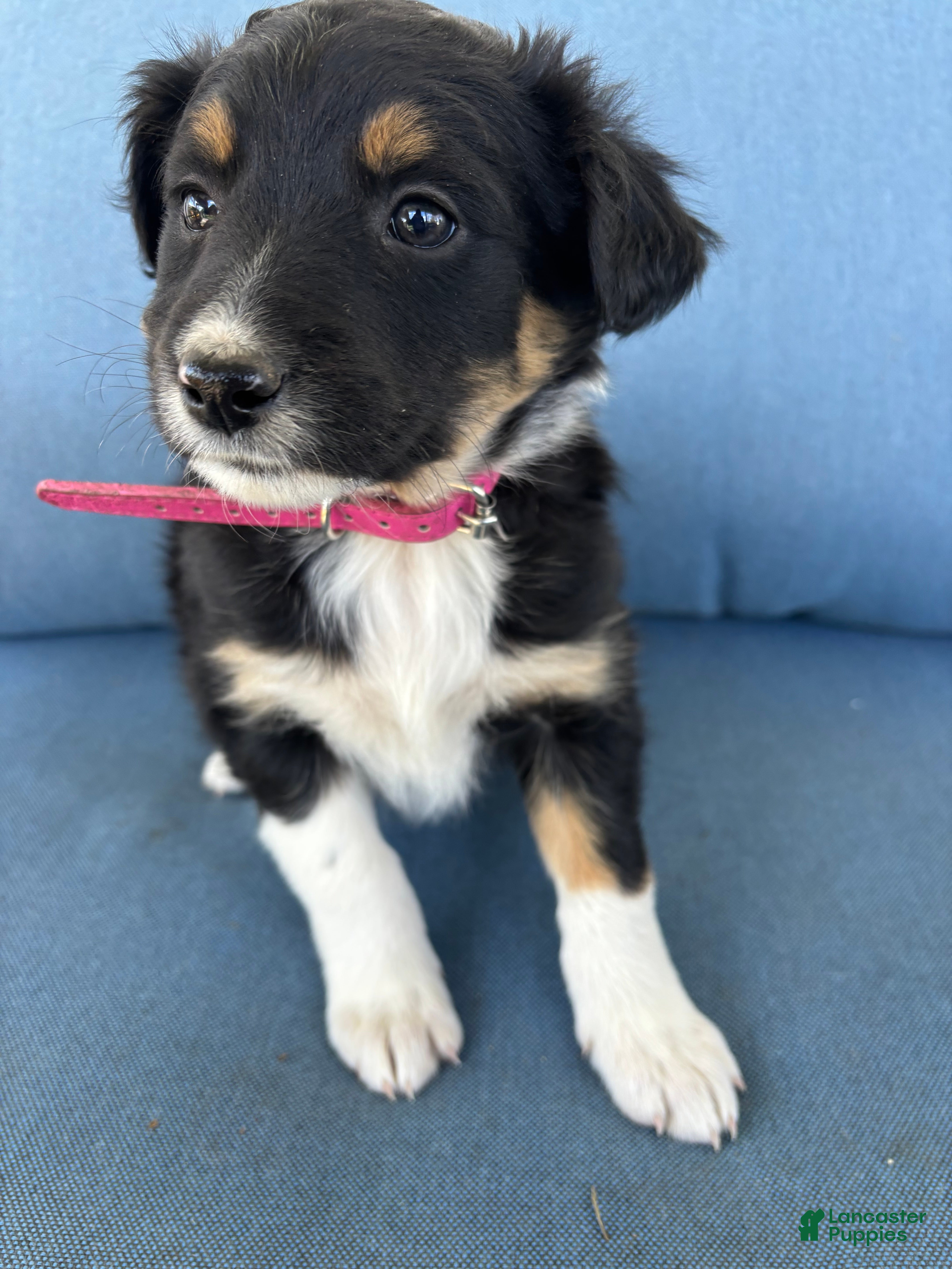 Mixed Breed dogs Ruby - Ad 2