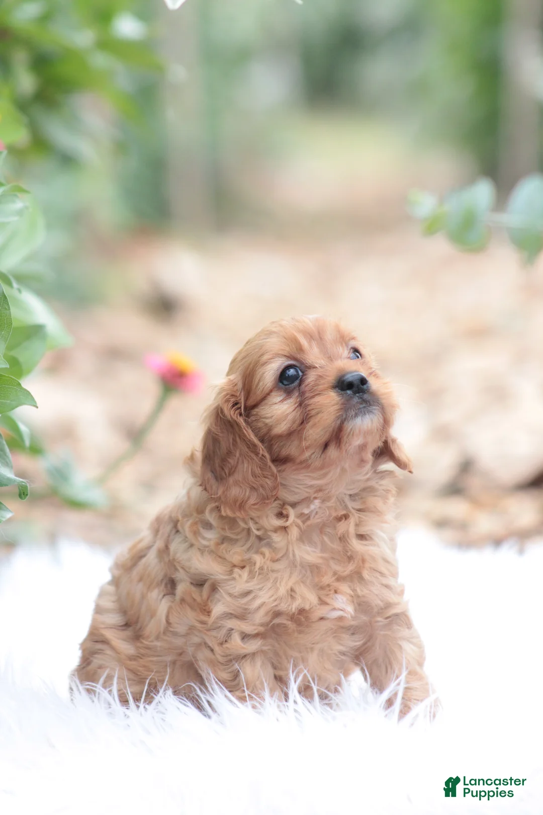 Cavapoo dogs for sale: Sally - Ad 5