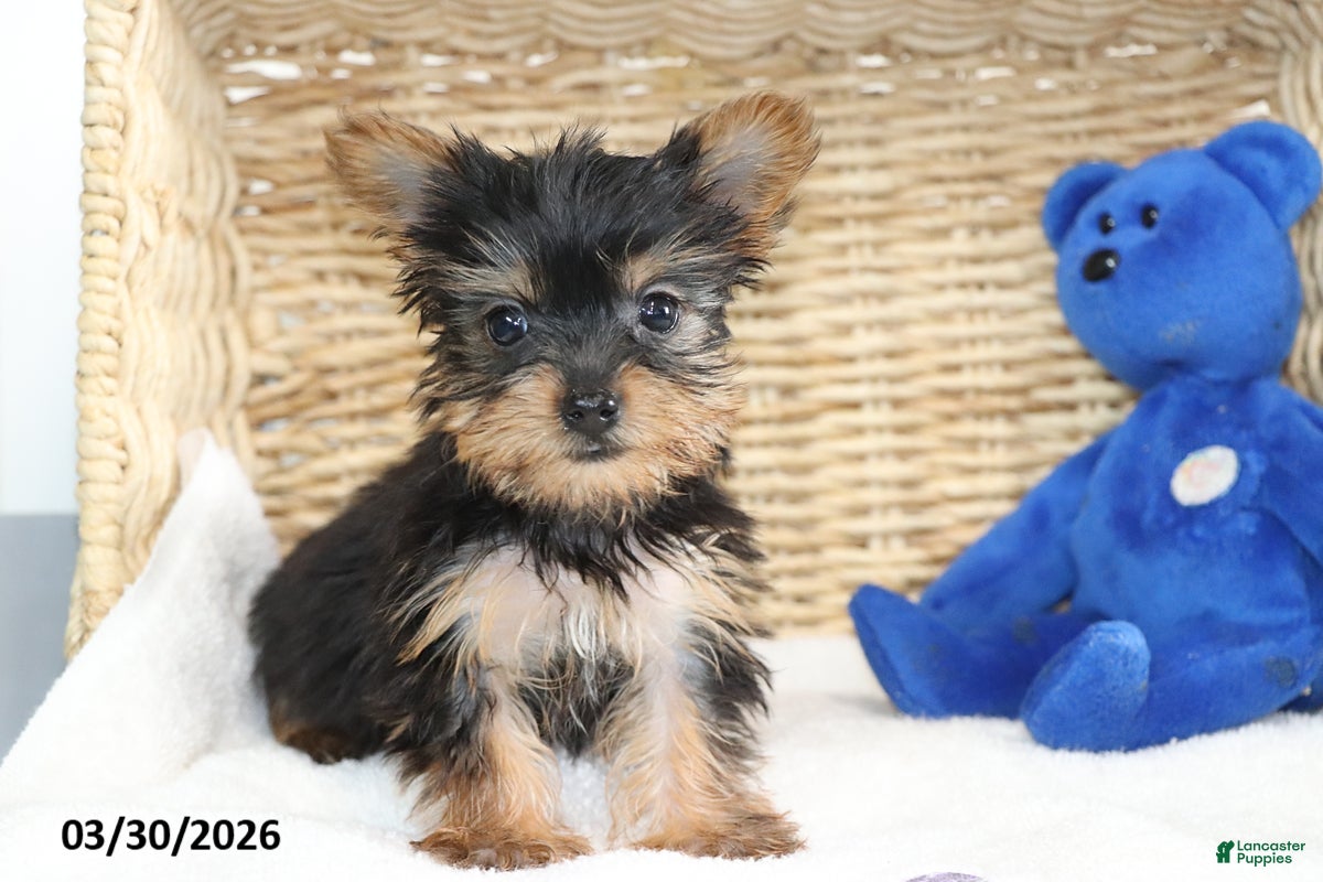 Yorkshire Terrier dogs Callie - Ad 1
