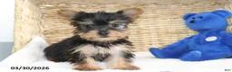 Yorkshire Terrier dogs for sale: Callie - Ad 1