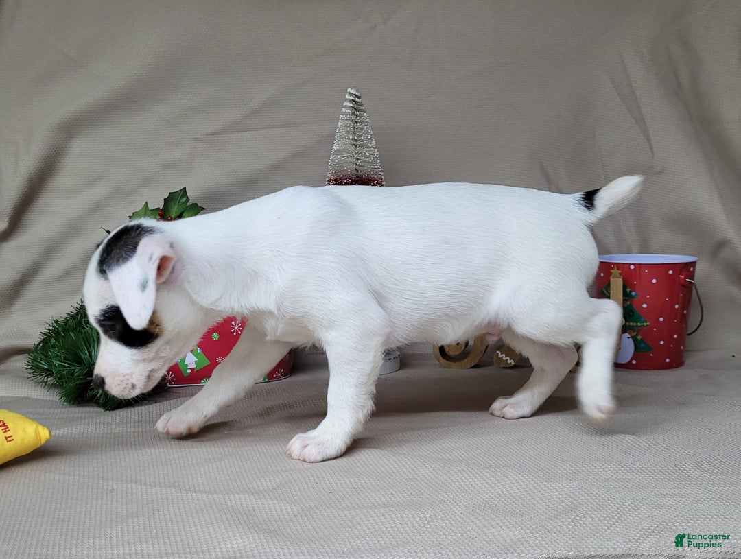 Jack Russell Terrier dogs for sale: "FIRE" of Westfork  - Ad 3