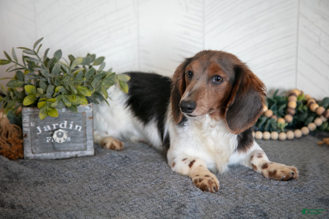 Miniature Dachshund dogs for sale: Isaac - Ad 1