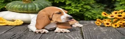 Basset Hound dogs for sale: Leanne - Ad 5