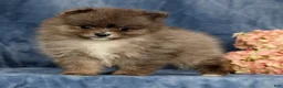 Pomeranian dogs for sale: Levi - Ad 3
