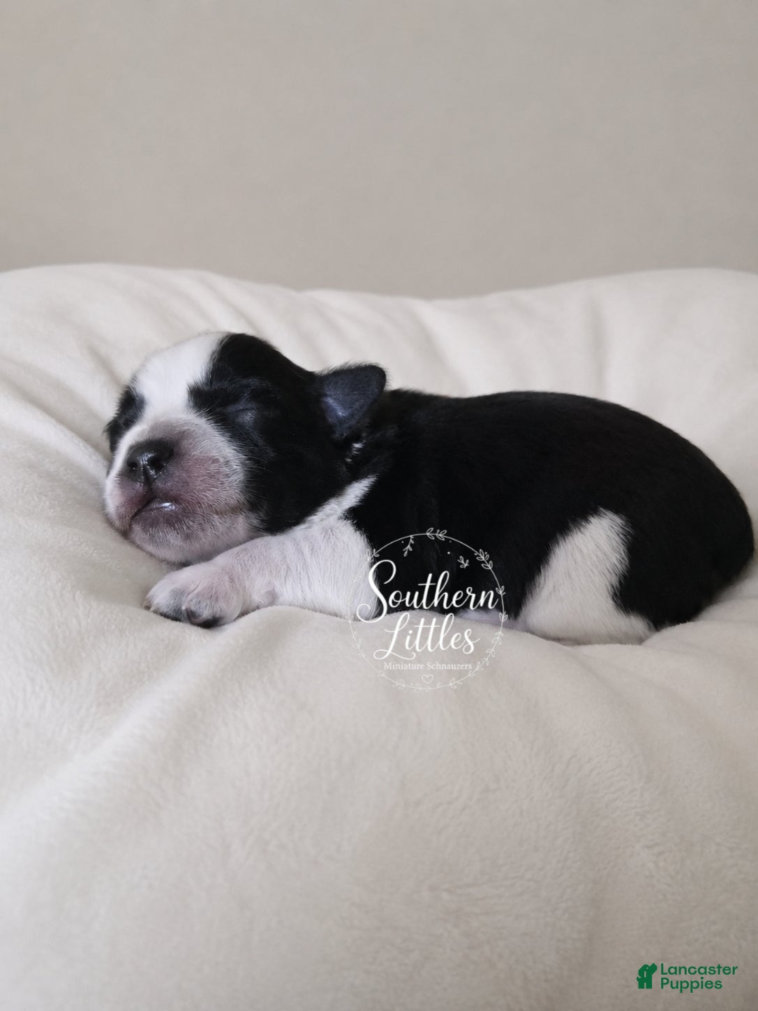 Miniature Schnauzer dogs for sale: Scoot - Ad 1