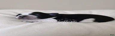 Scoot