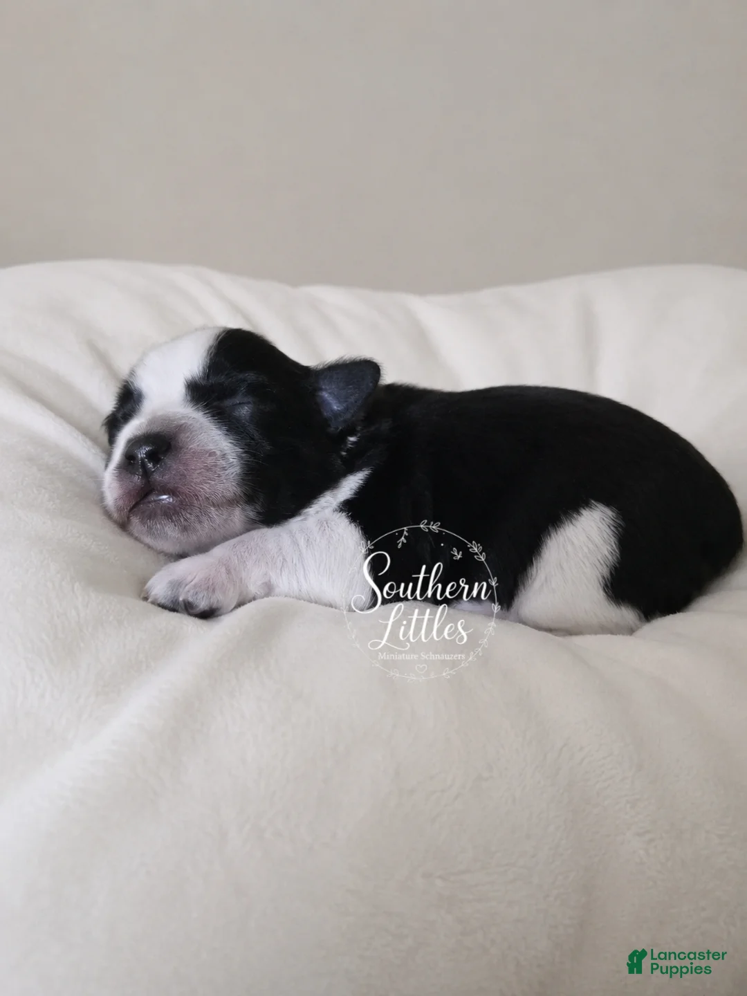 Miniature Schnauzer dogs for sale: Scoot - Ad 1
