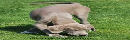 Great Dane dogs for sale: Great Dane 2 - Ad 3