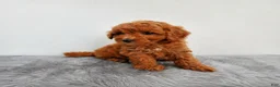 Mini Goldendoodle dogs for sale: Marly - Ad 4