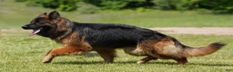 German Shepherd dogs for sale: German Shepherd 1 - Ad 3