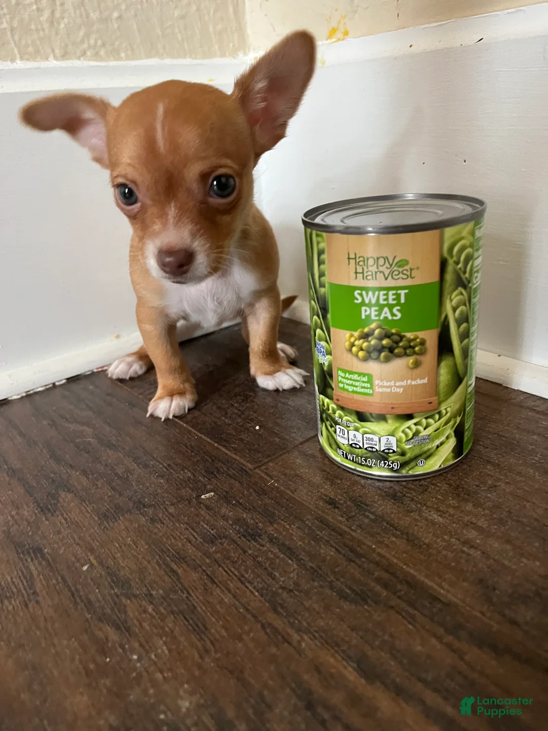 Chihuahua dogs for sale: Teacup Lucy - Ad 1