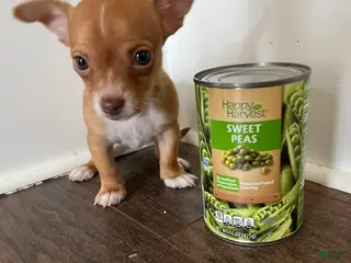 Chihuahua dogs Teacup Lucy - Ad 15