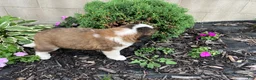 Saint Bernard dogs for sale: Saint Bernard 3 - Ad 3