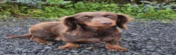 Miniature Dachshund dogs for sale: Freddy  - Ad 6