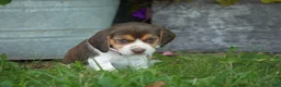Beagle dogs for sale: Petunia  - Ad 5