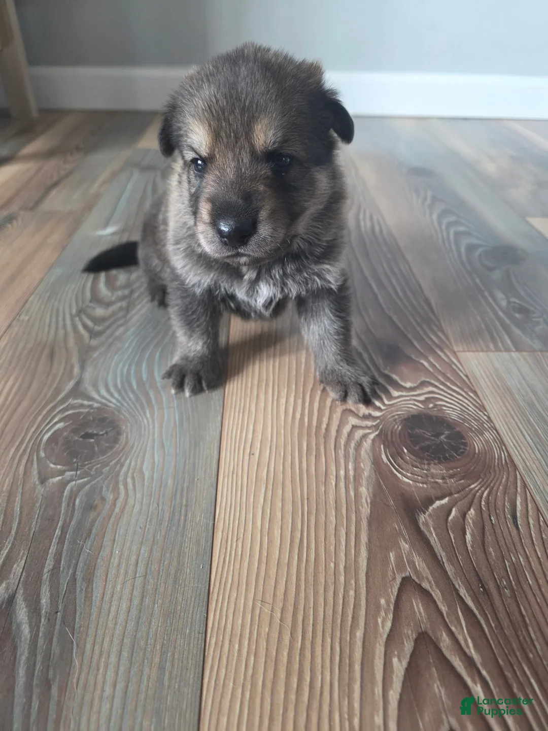 German Shepherd dogs for sale: German Shepherd Puppy 1 - Ad 1