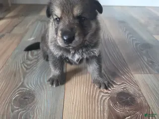 German Shepherd dogs German Shepherd Puppy 1 - Ad 25