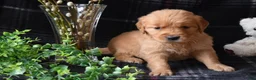 Golden Retriever dogs for sale: Liz - Ad 6