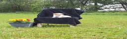 Miniature Poodle dogs for sale: Joey  - Ad 1