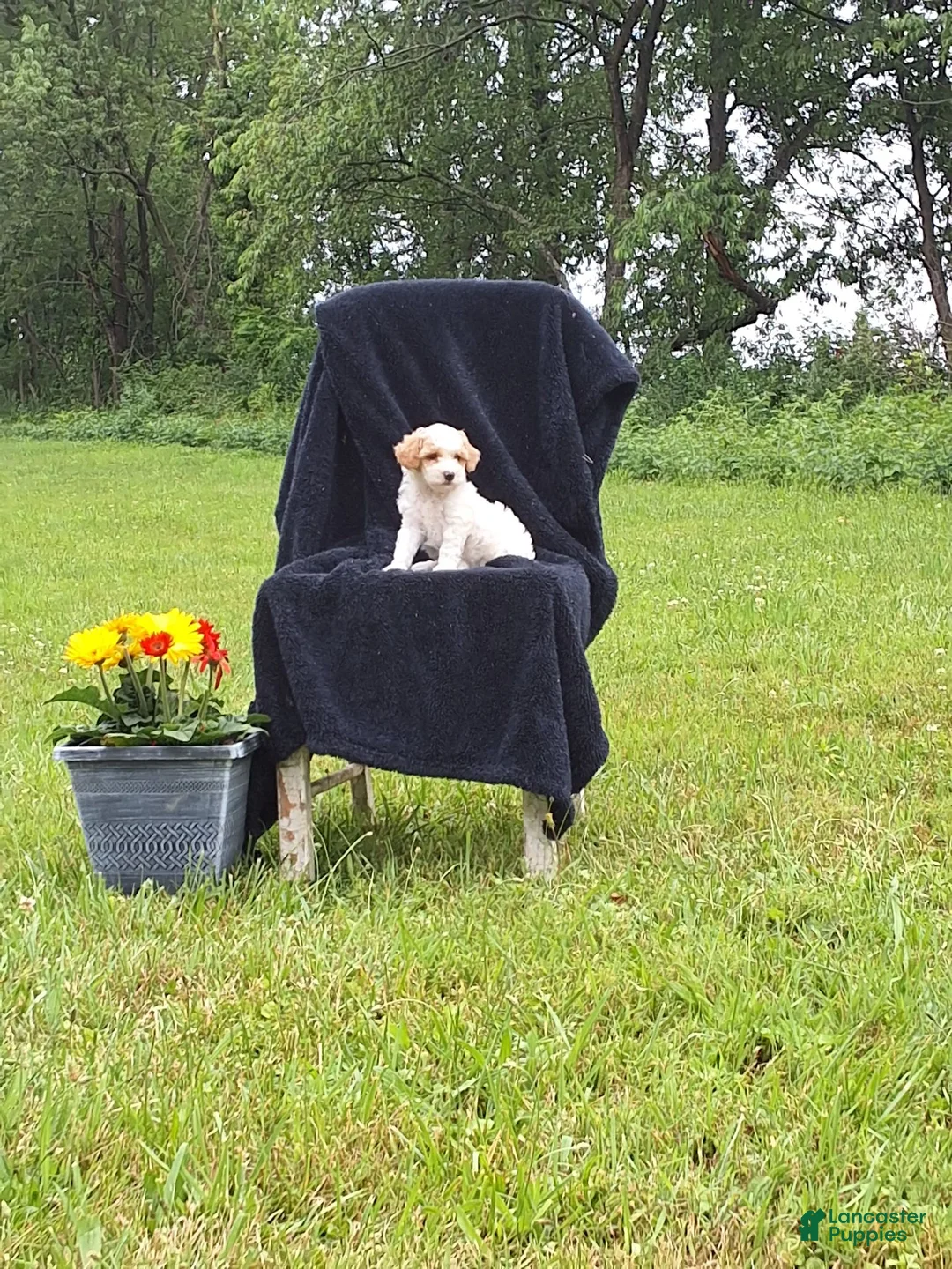 Miniature Poodle dogs for sale: Joey  - Ad 1