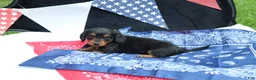 Miniature Dachshund dogs for sale: Raven - Ad 1