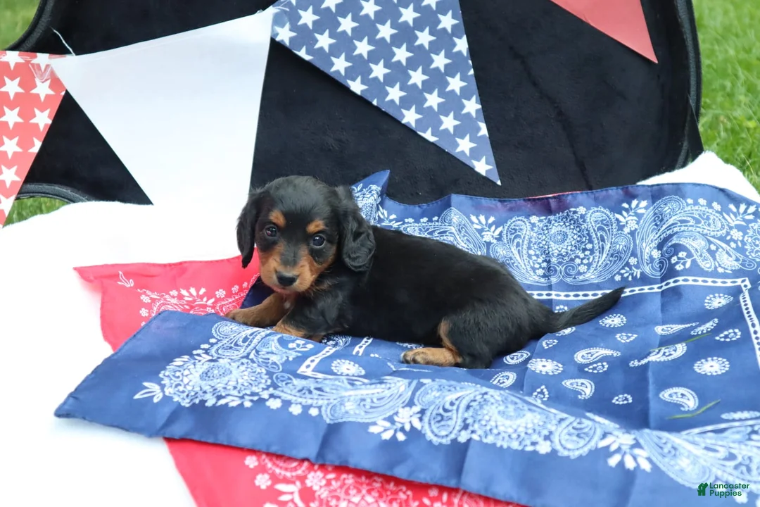 Miniature Dachshund dogs for sale: Raven - Ad 1