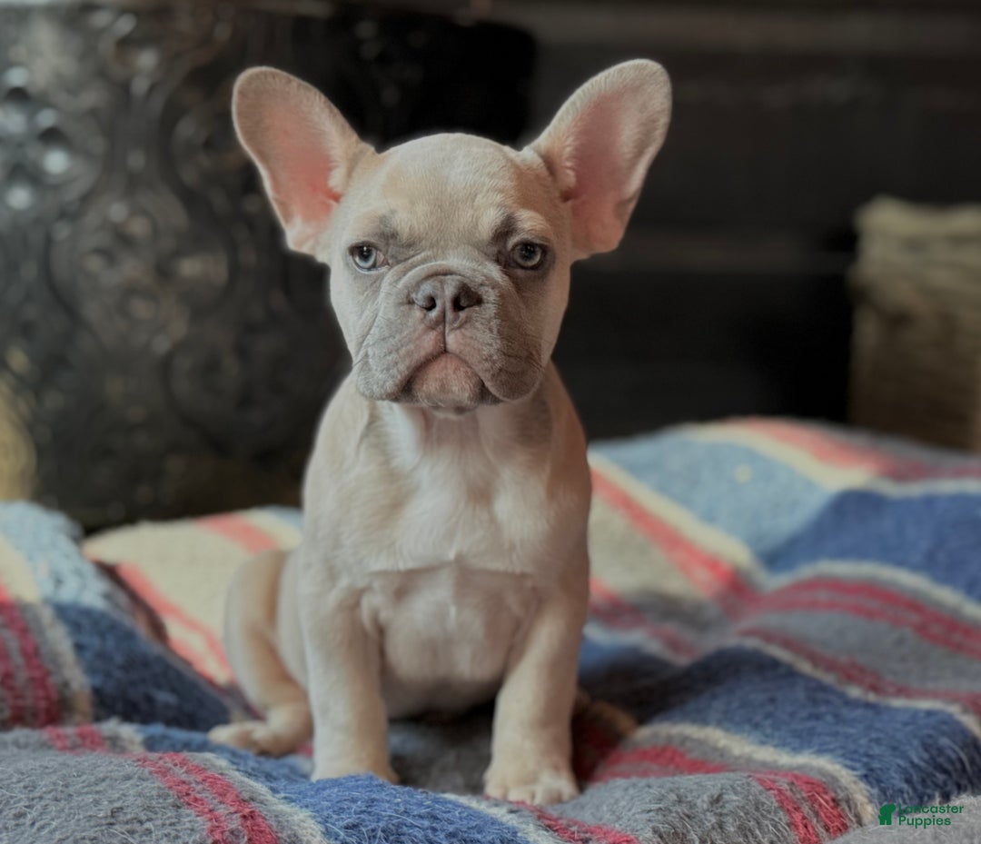 Gallery Image {{count}}