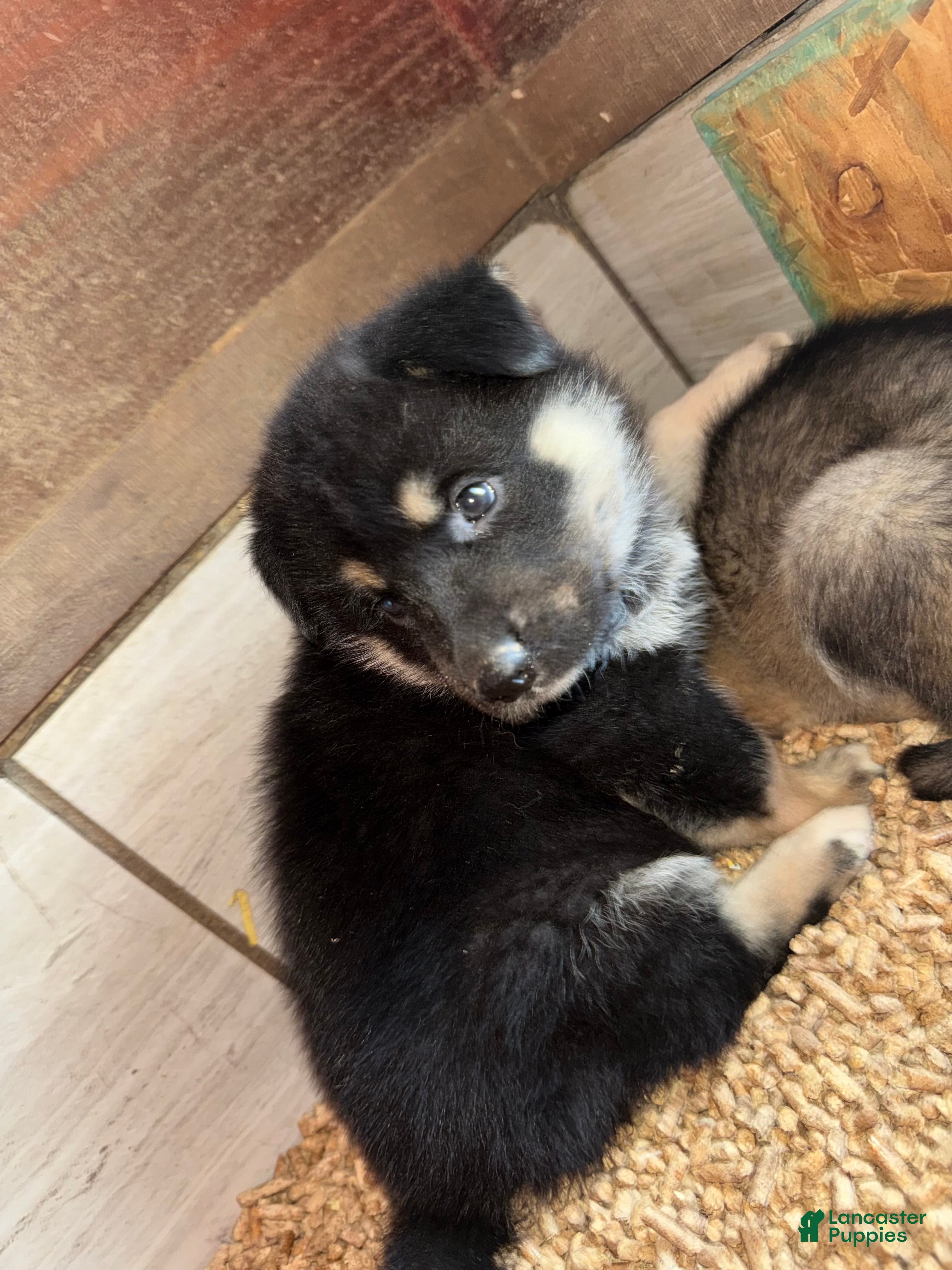 Gerberian Shepsky dogs Purple - Ad 1